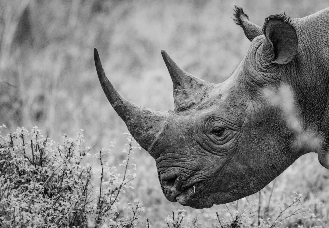 A black rhino grazing on Lewa's plains; the conservancy is one of Kenya's most established rhino sanctuaries.