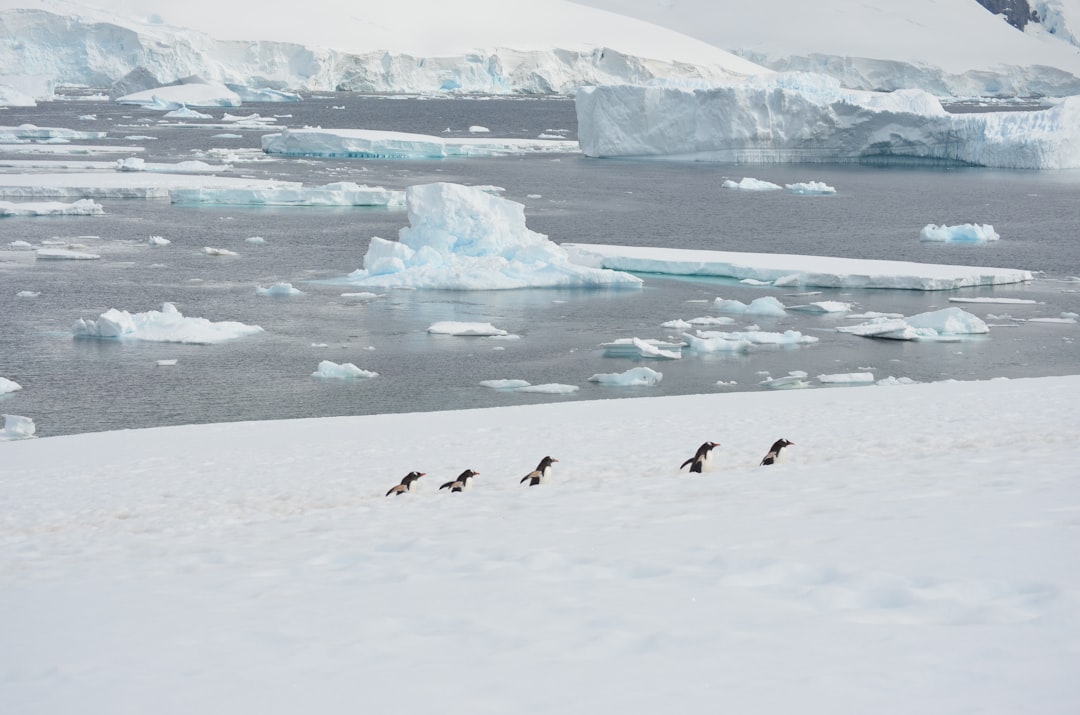 A gentoo penguin colony on Cuverville Island, one of the Peninsula's most photographed rookeries.