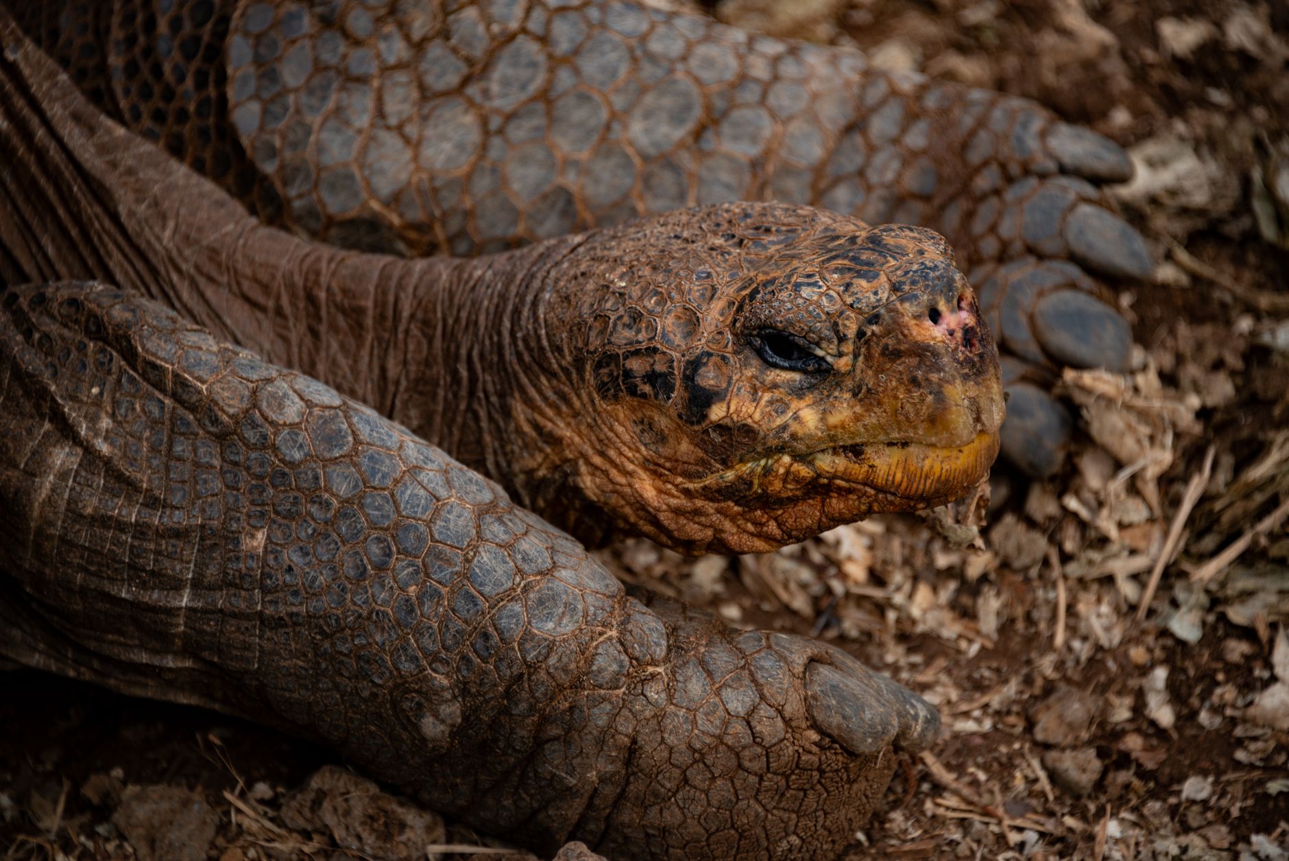 A giant tortoise ambles across the El Chato reserve path, unhurried by the group waiting behind it.