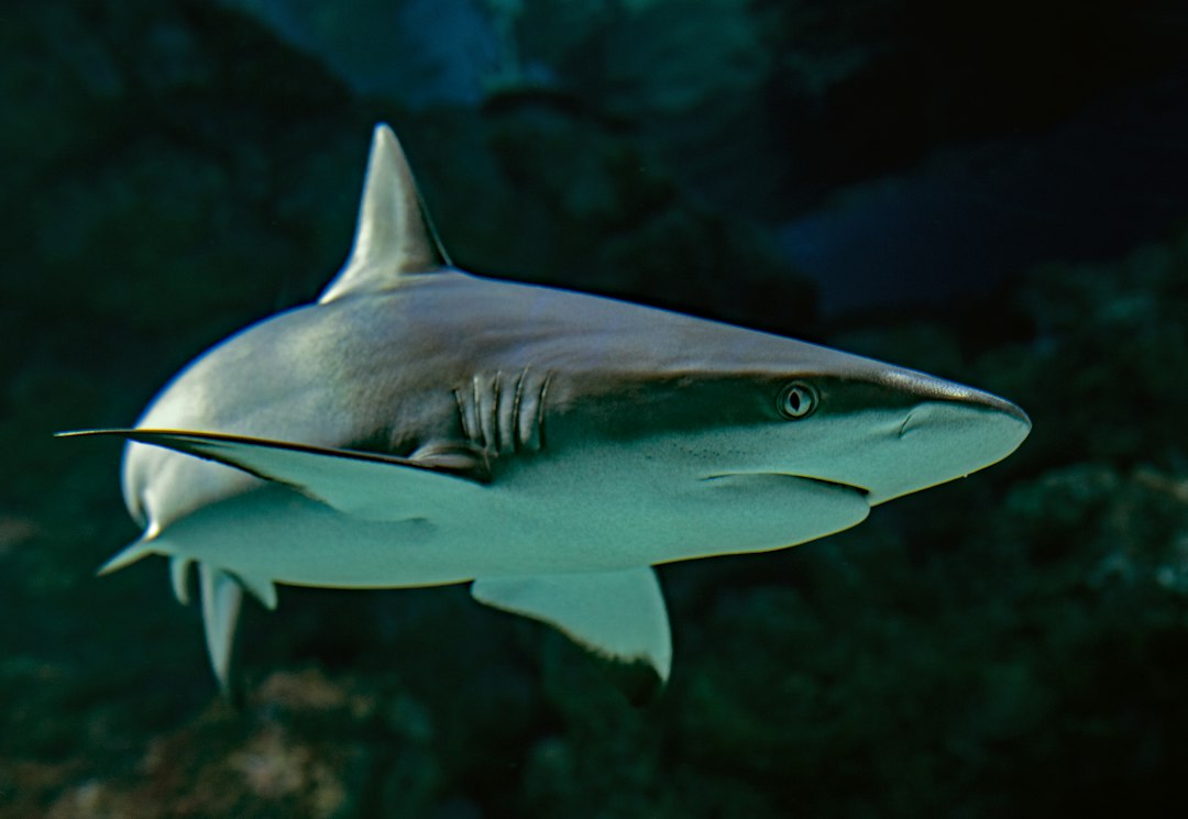 A grey reef shark holding against the current at Dhonfaru Thila.