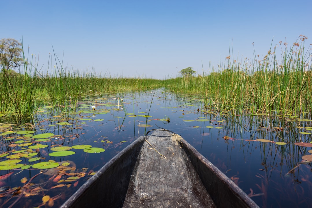 A guide poles a mokoro through a papyrus channel near Jao, the traditional way to reach seasonal islands the flood cuts off from vehicle tracks.