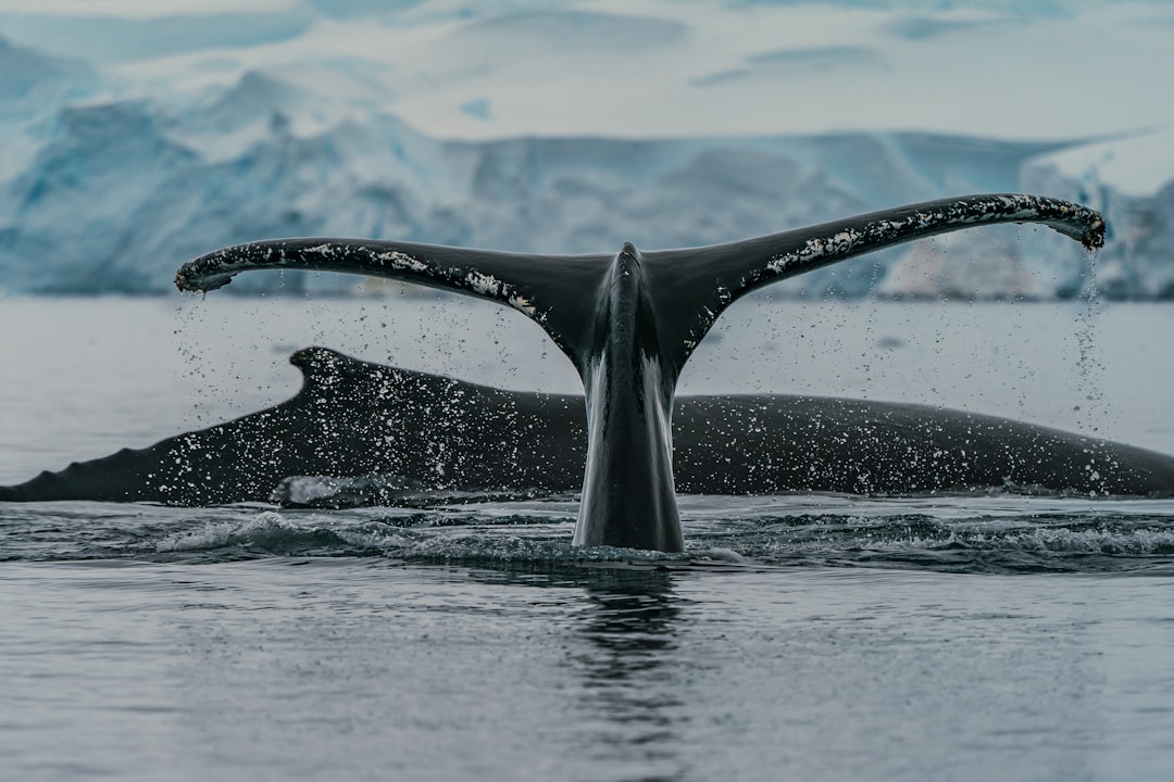 A humpback whale dives near the Gerlache Strait during peak feeding season.