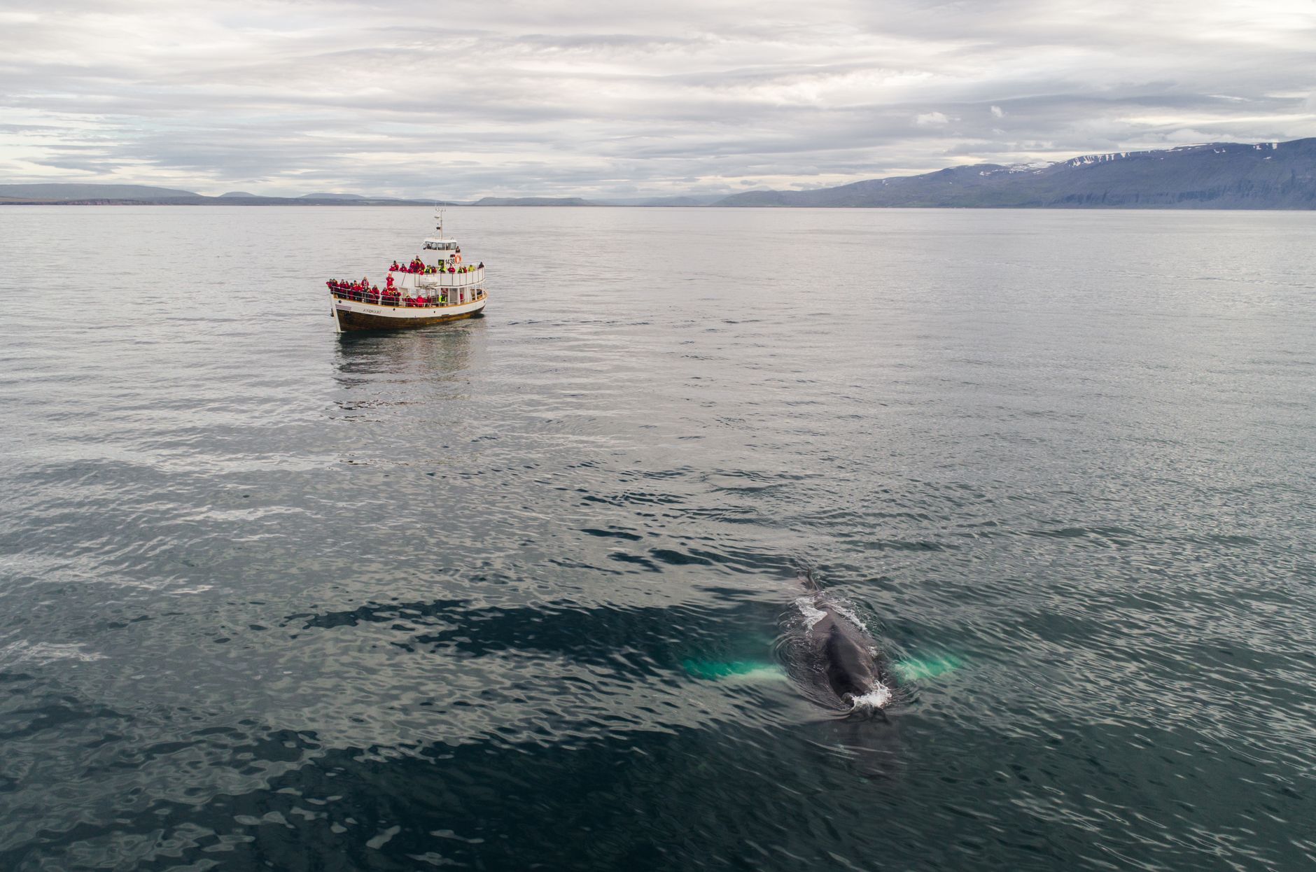 A humpback whale surfaces close to the group during a morning paddle off the Reclus Peninsula.