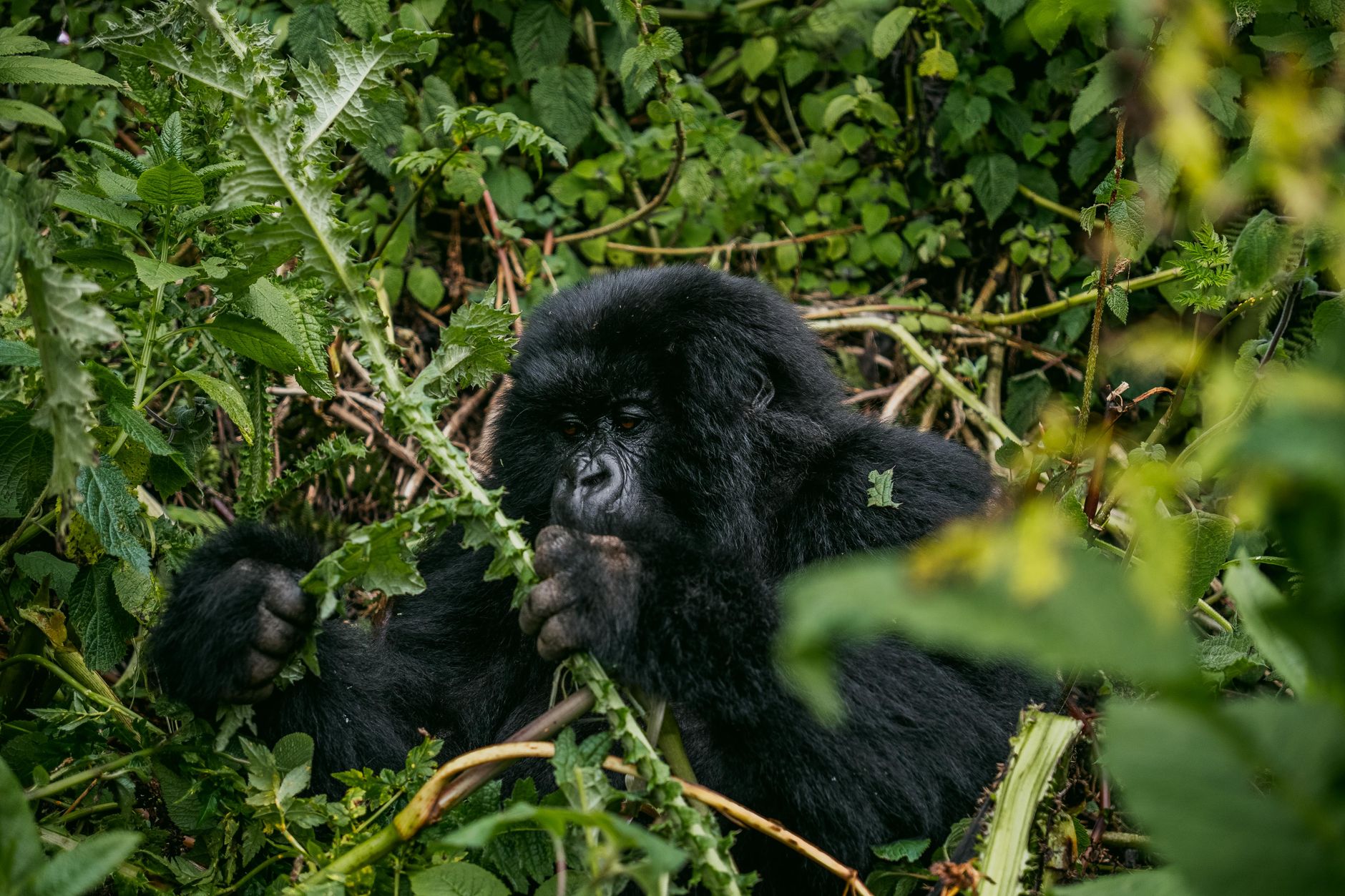 A juvenile gorilla plays near its mother during a one-hour family visit.