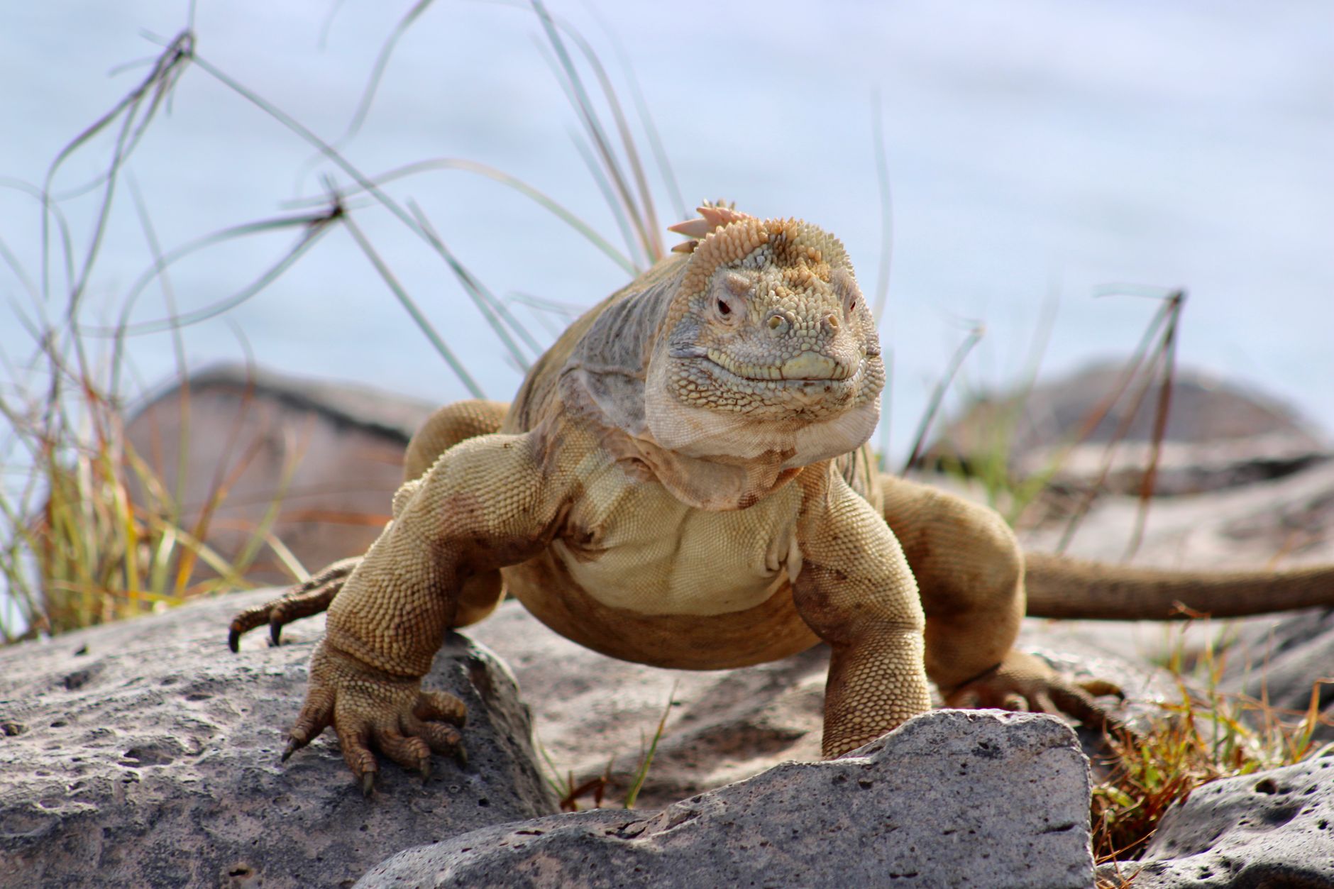 A land iguana suns itself beside the North Seymour trail, close enough that the loop requires slow, careful footing.