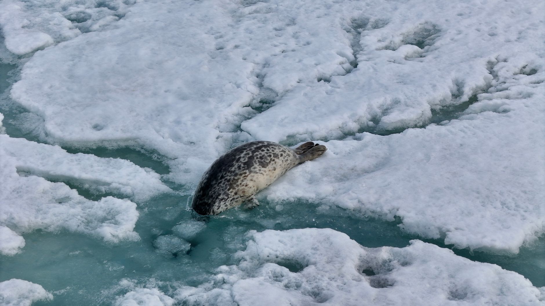 A leopard seal hauled out on brash ice in Wilhelmina Bay, watched from a required 100-meter distance.