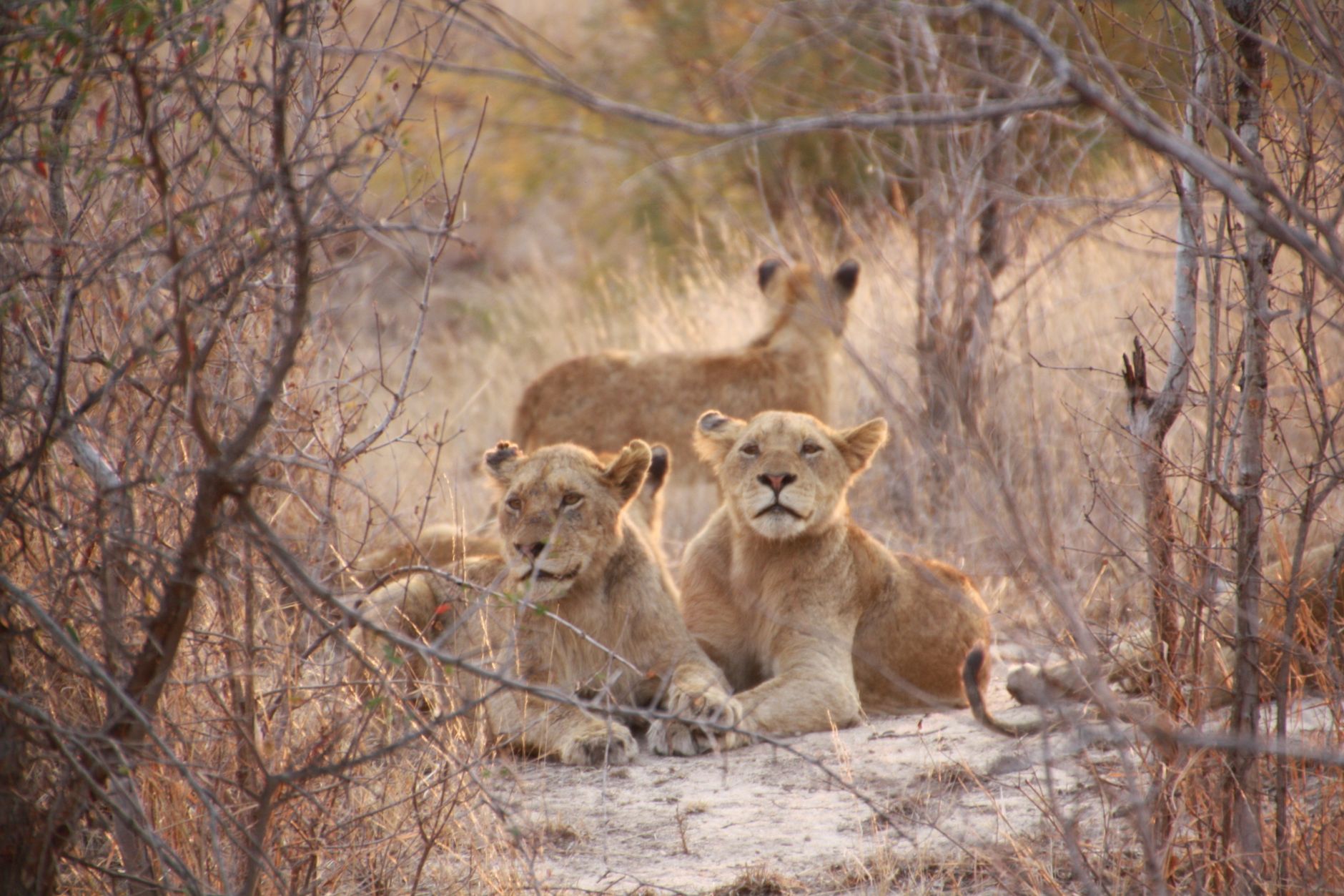 A lion pride rests on Chief's Island, inside Moremi Game Reserve, where Mombo's long-running predator research has tracked several generations.