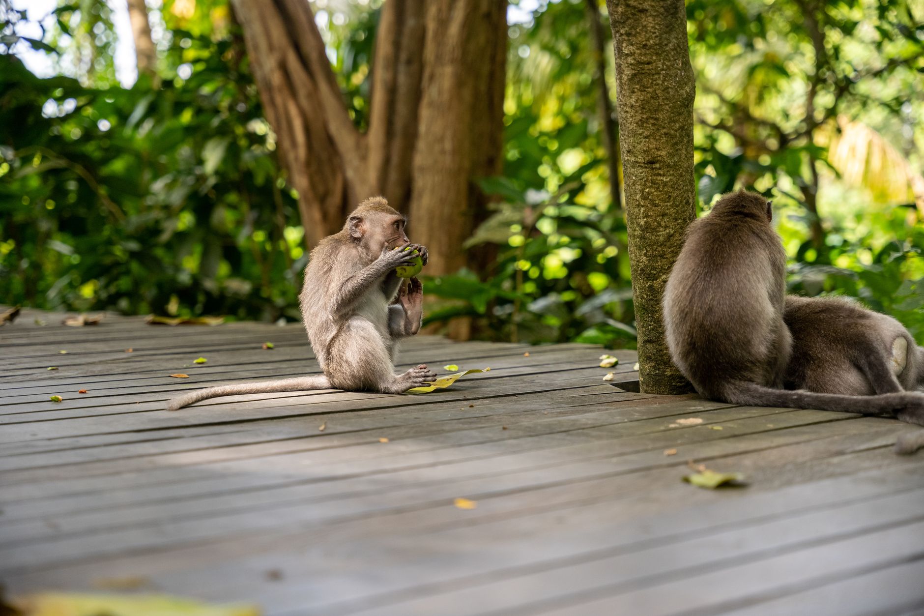 A long-tailed macaque works the TreeTop Walk railing at MacRitchie Reservoir.