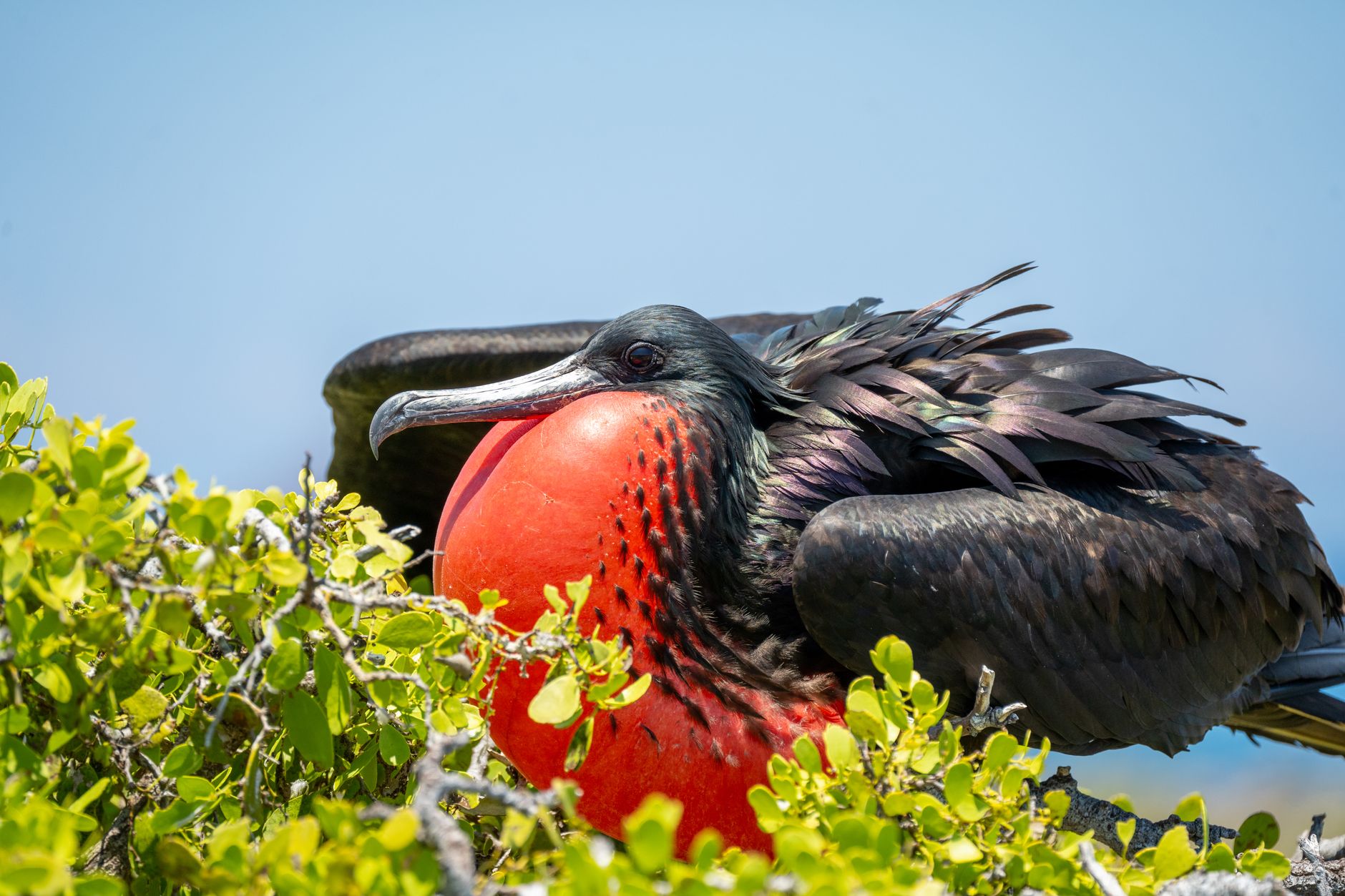 A male magnificent frigatebird inflates his throat pouch during a courtship display on North Seymour.