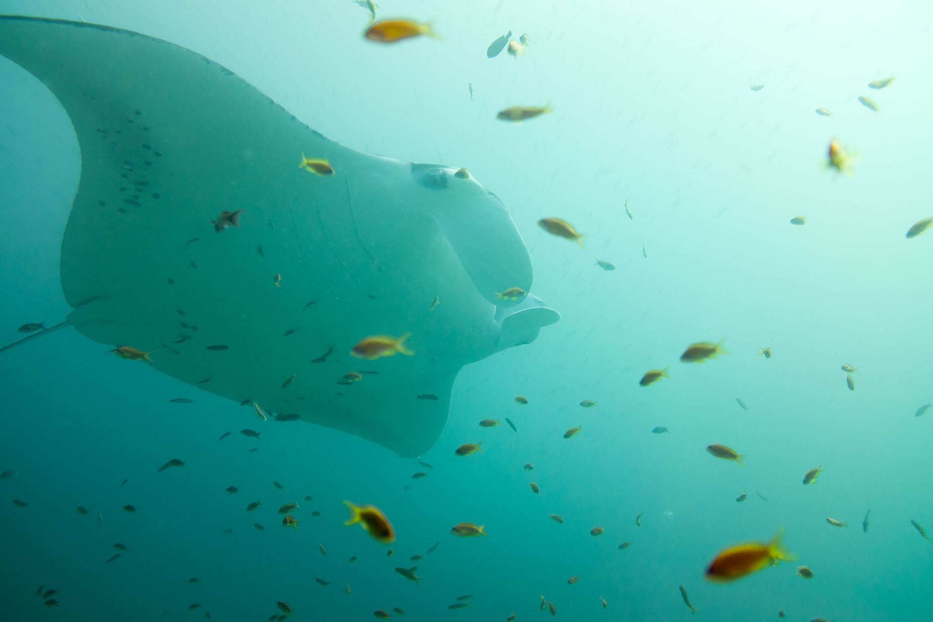 A manta ray feeding at Hanifaru Bay, Baa Atoll, during peak season from June to November.