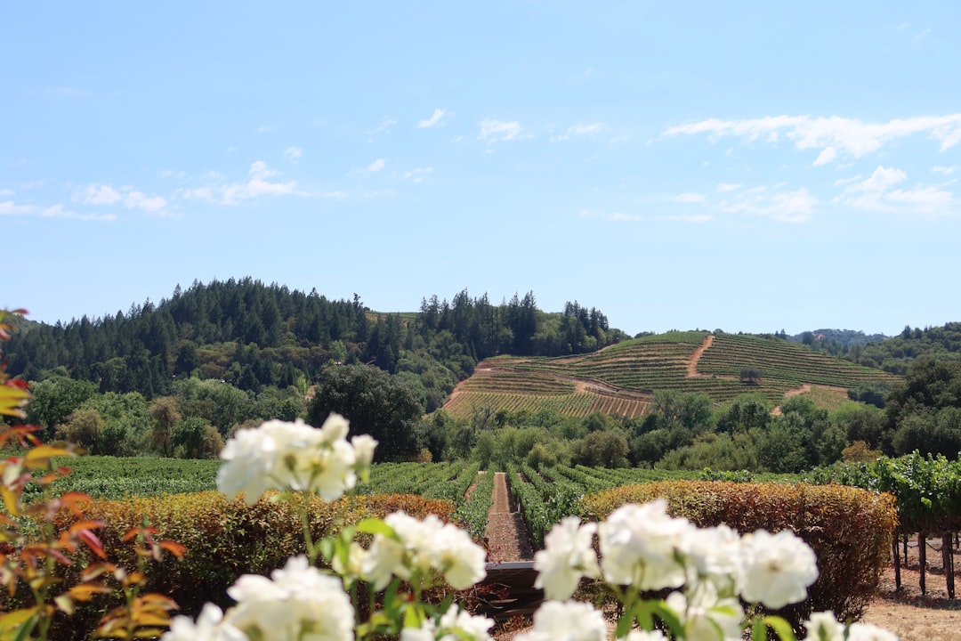 A private tasting terrace above the valley floor, the setting favored by hillside estates for sommelier-led flights.