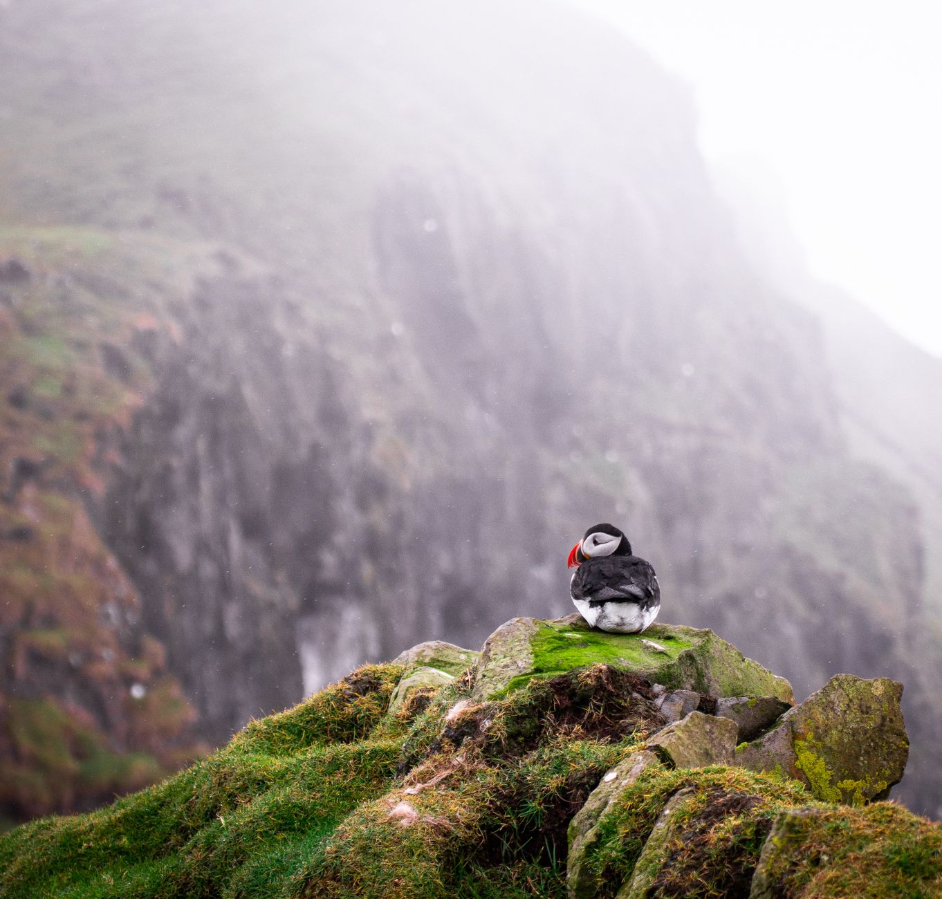 A puffin at the cliff edge near Mykineshólmur, close enough to photograph without a long lens.
