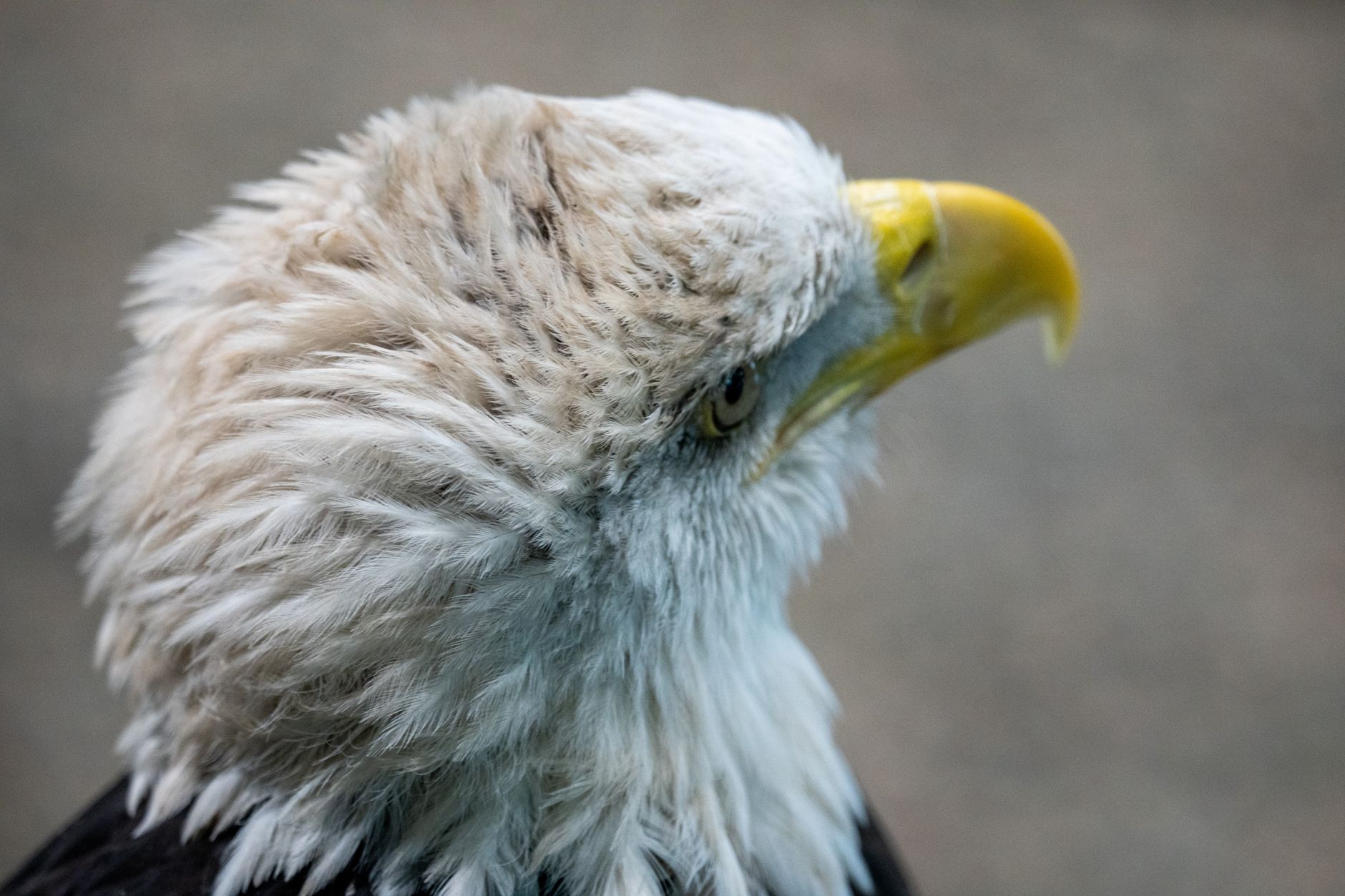 A resident bald eagle at the National Eagle Center in Wabasha, Minnesota, a key stop for spring sightings.