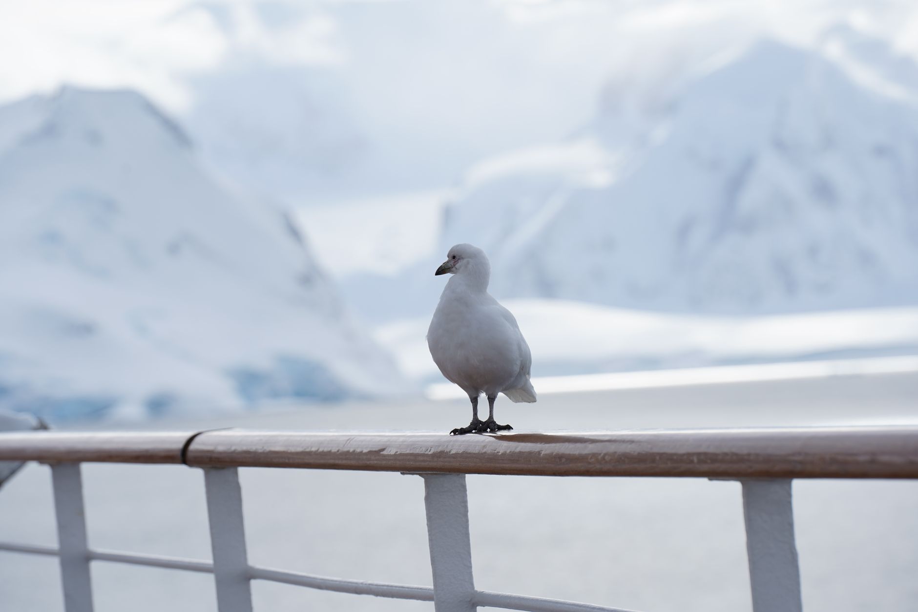 A snow petrel off the South Shetland Islands, two days into the crossing.