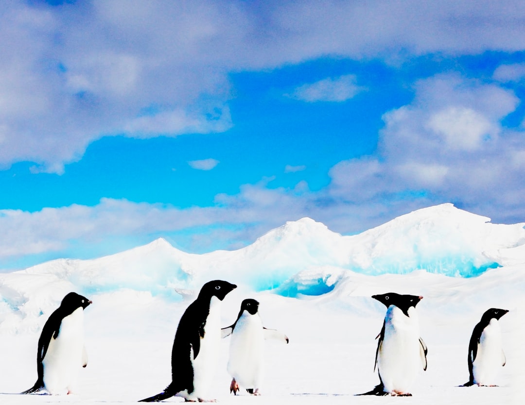 Hope Bay and the Adelie colonies