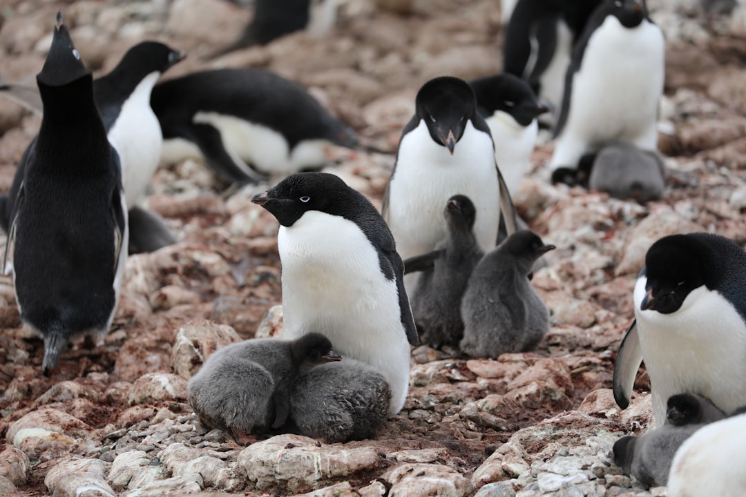 Adelie penguins nesting on the exposed rock at Hope Bay, near Argentina's Esperanza Base.