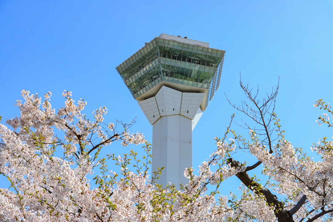 Aerial view of Goryokaku star fort in Hakodate surrounded by blooming cherry trees