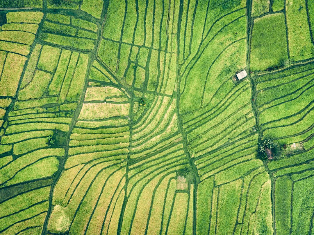 Aerial view of lush green rice terraces in Ubud during spring, with palm trees and forest edges