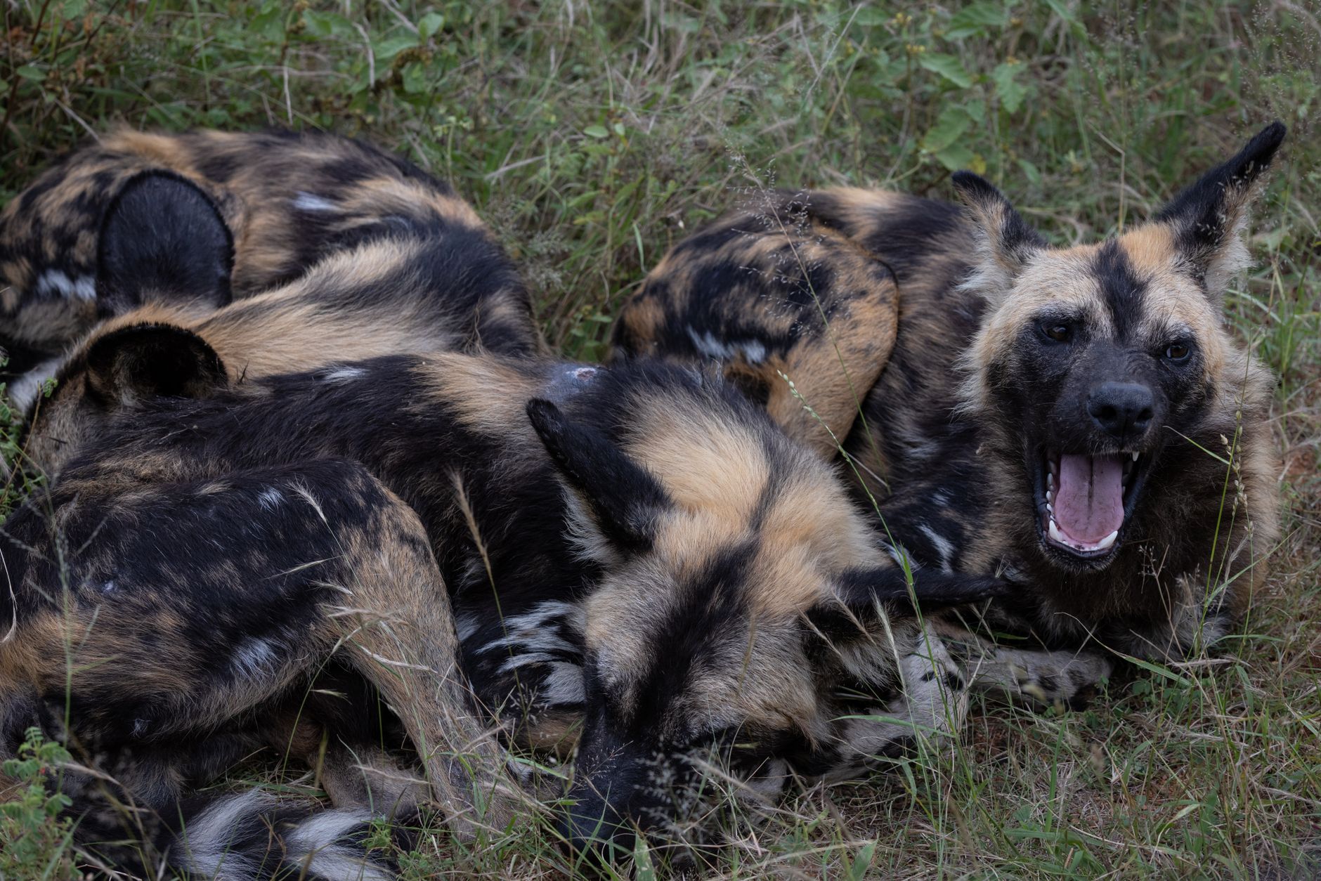 African wild dog pack walking through dry winter grass in Madikwe Game Reserve