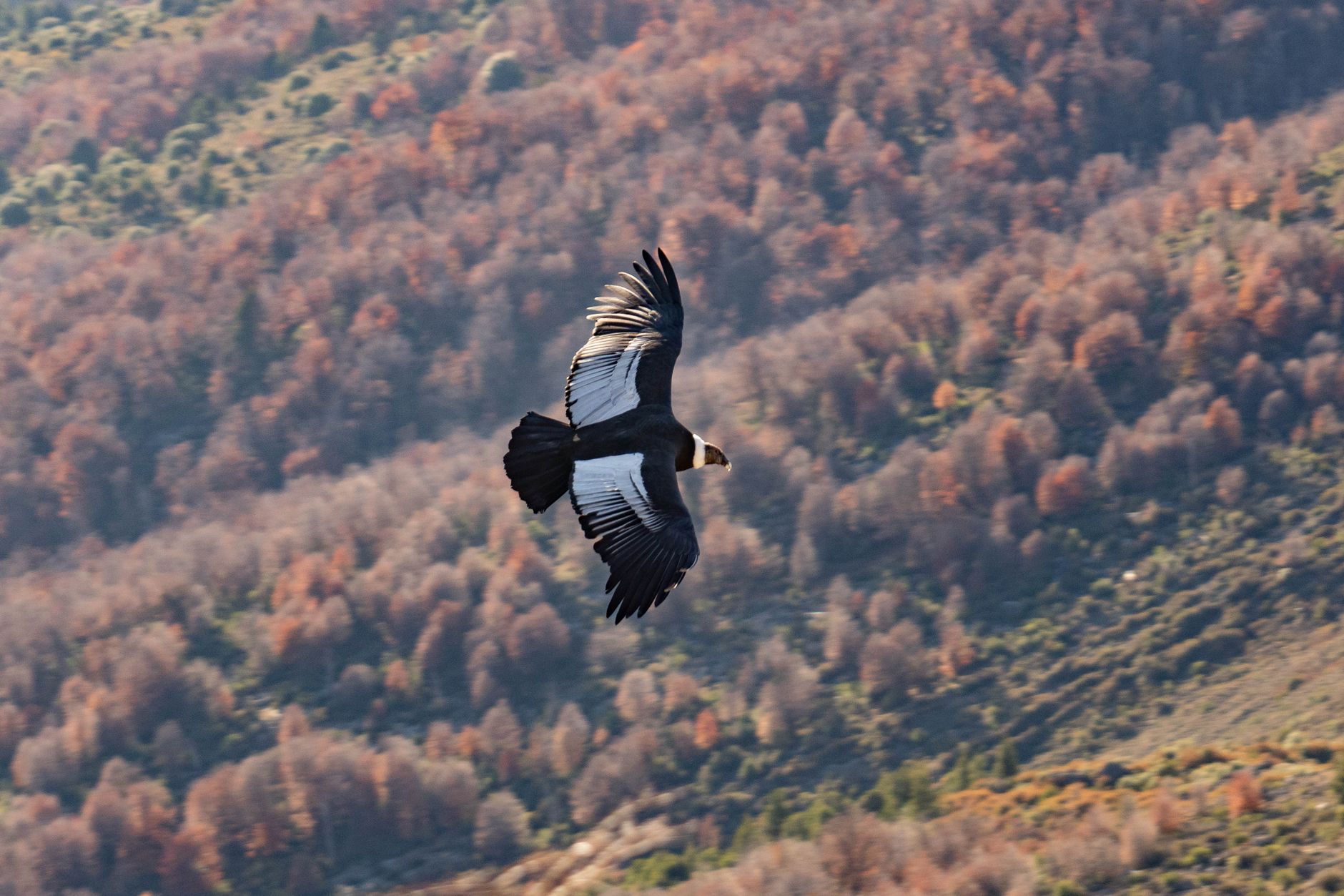 An Andean condor riding a thermal above Cerro Almirante Nieto.