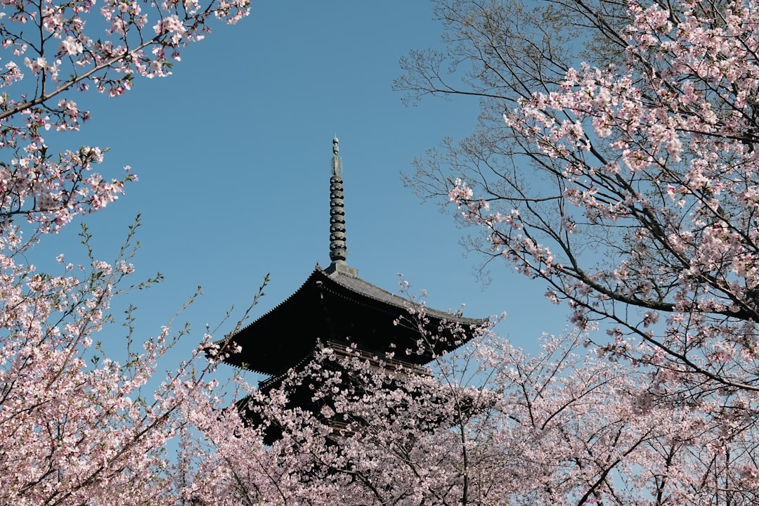 Ancient Senso-ji Temple surrounded by spring sakura