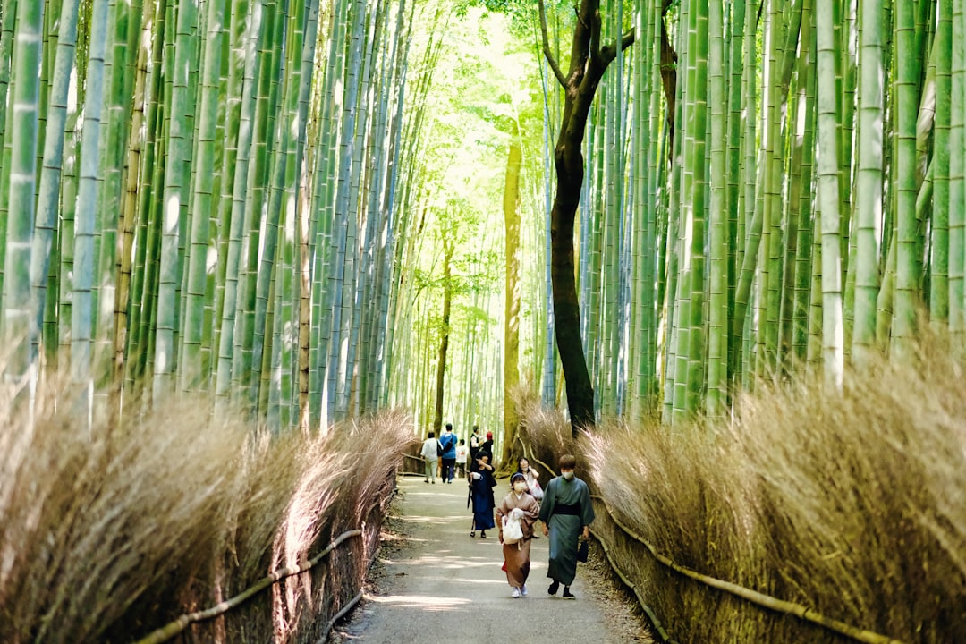 Arashiyama Bamboo Grove and Sagano District