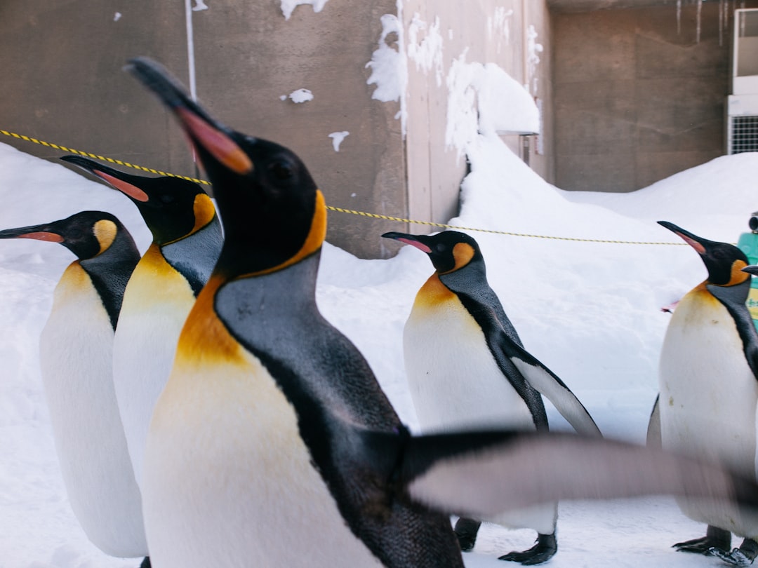Watching Penguins Walk the Snow at Asahiyama Zoo