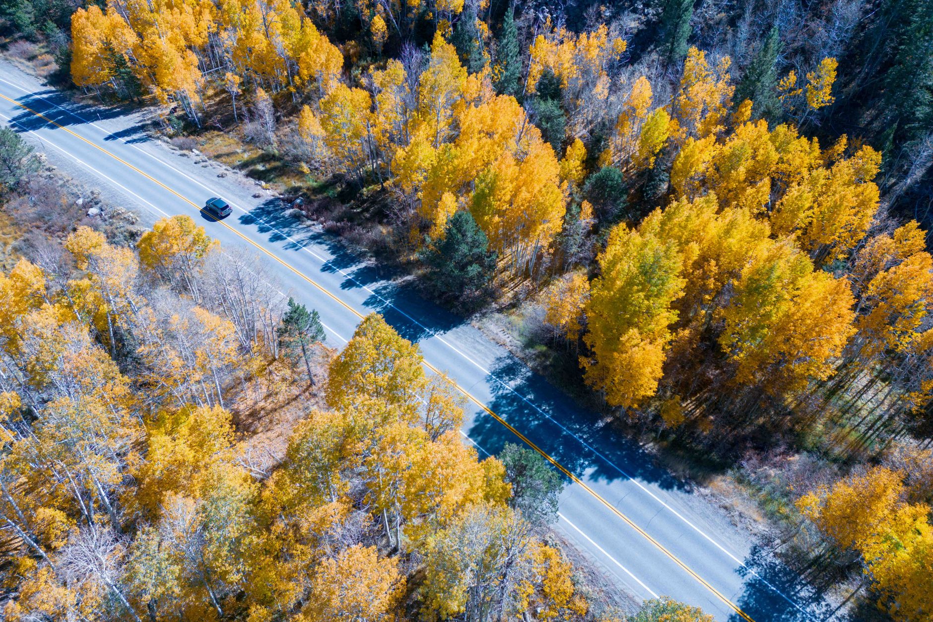 Aspens turning along the Bow Valley Parkway in early September.