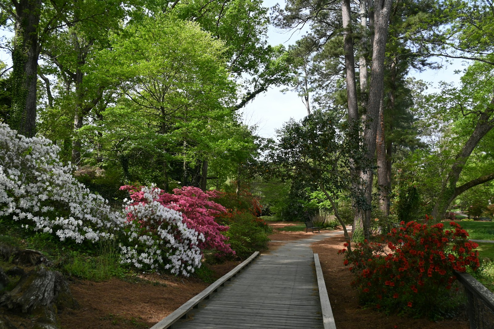 Azaleas in full bloom along the terraced banks in April.