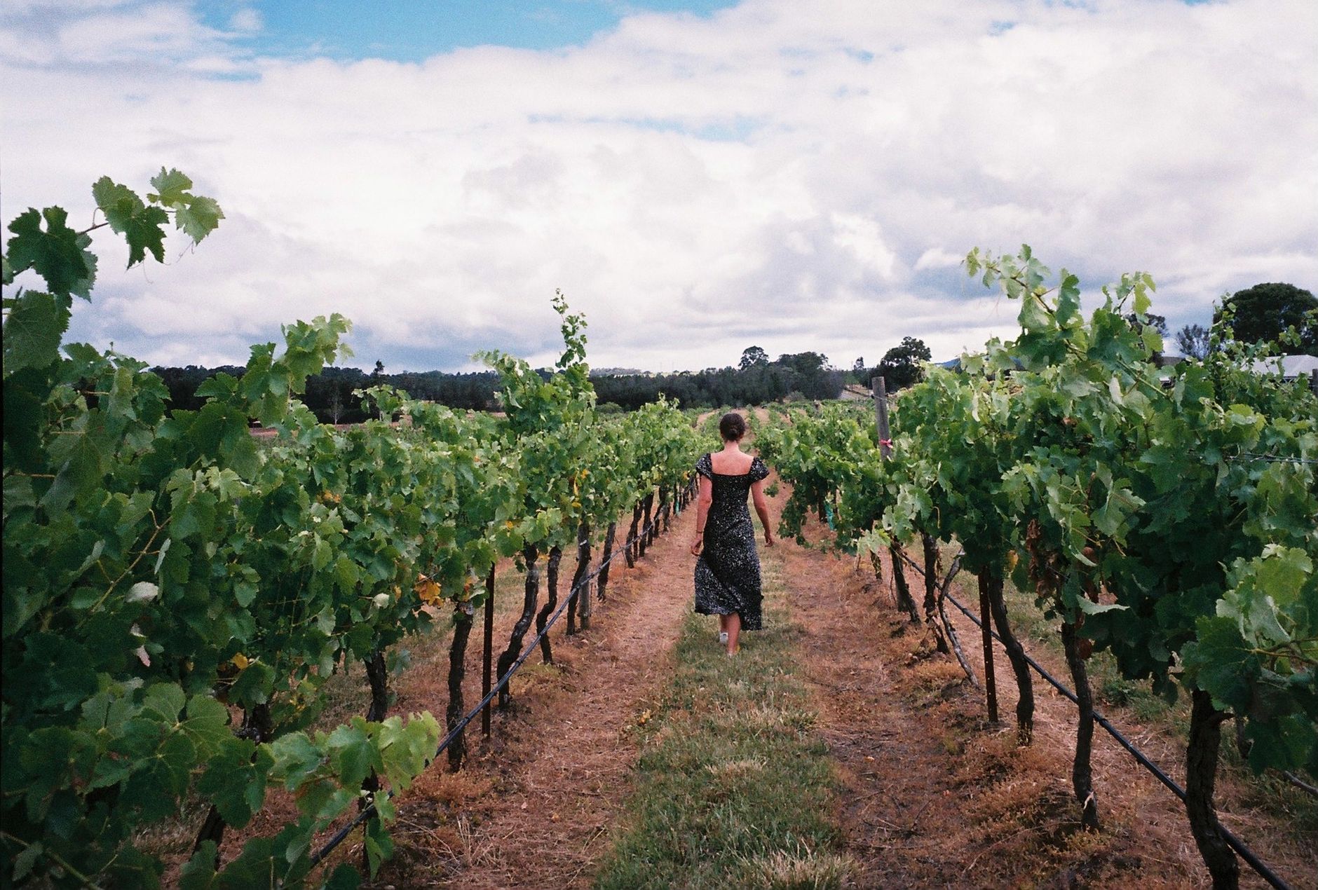 Banrock Station: Wetlands, Vines and a Boardwalk Through the Bush