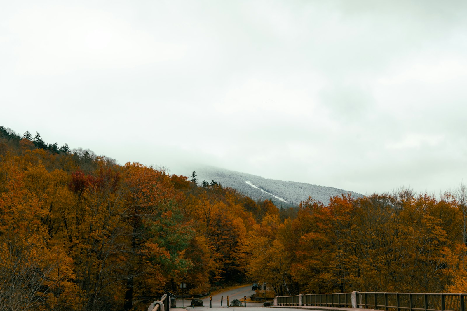 Birch groves interspersed with red maples create the characteristic tri-color palette of peak New Hampshire foliage.