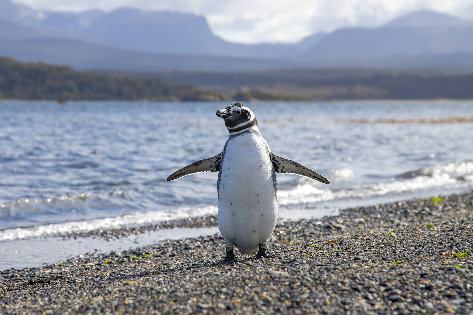 Black and white penguins standing on rocky shore with Beagle Channel water in background