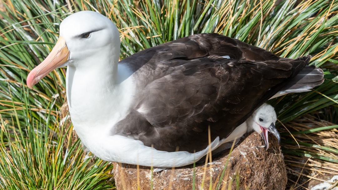 Black-browed albatross nesting on cliffside tussac grass in the outer Falkland Islands.