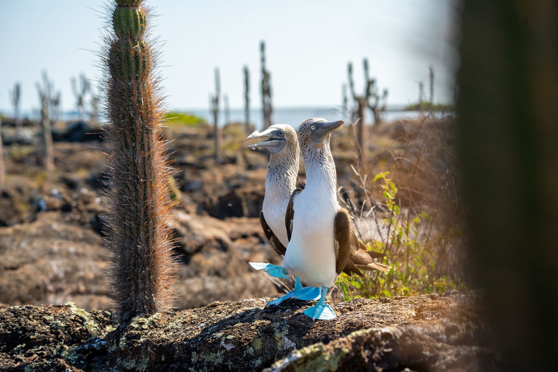 Blue-Footed Boobies and Nesting Frigatebirds on North Seymour