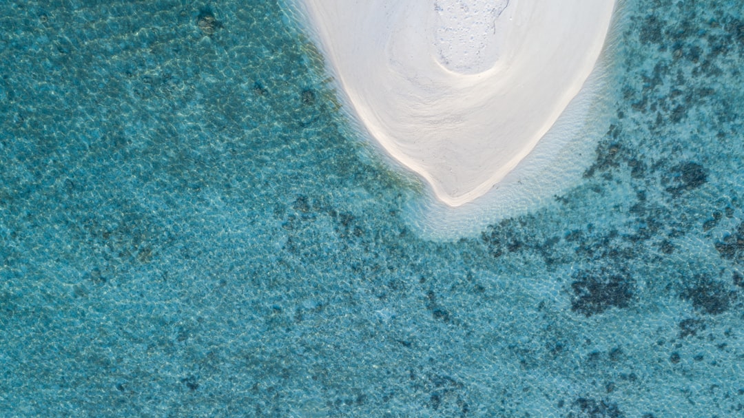 Reef Sharks, Rays and a Private Motu Lunch