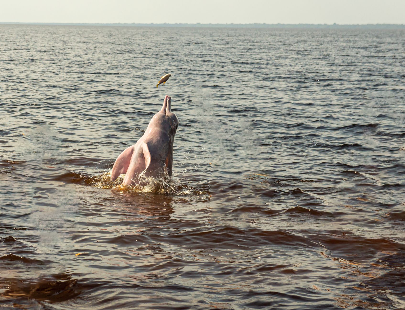 Botos, the Amazon's pink river dolphins, surface most reliably in early morning near river mouths and confluences.