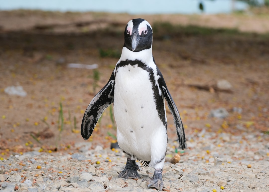 Boulders Beach and the Cape of Good Hope