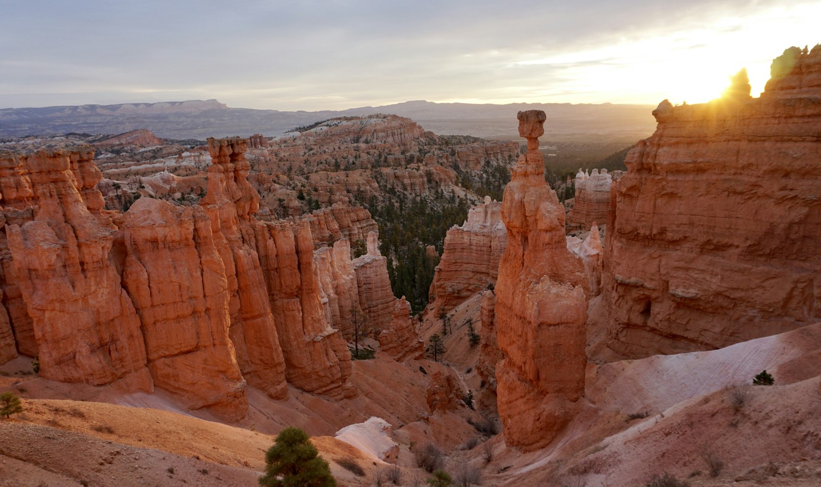 Bryce Canyon's hoodoo amphitheater, best seen in the cool, golden light just after sunrise from Sunset or Sunrise Point.