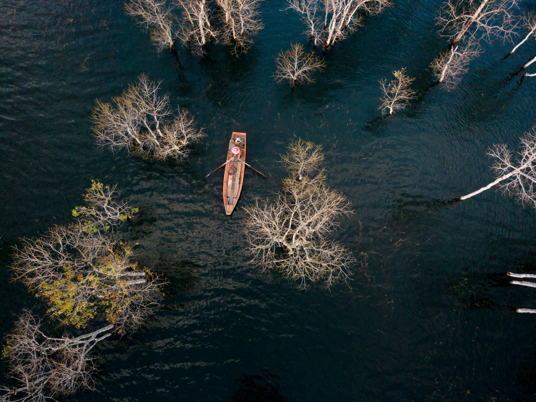 Deep into Anavilhanas: Flooded Forest and Night Caimans
