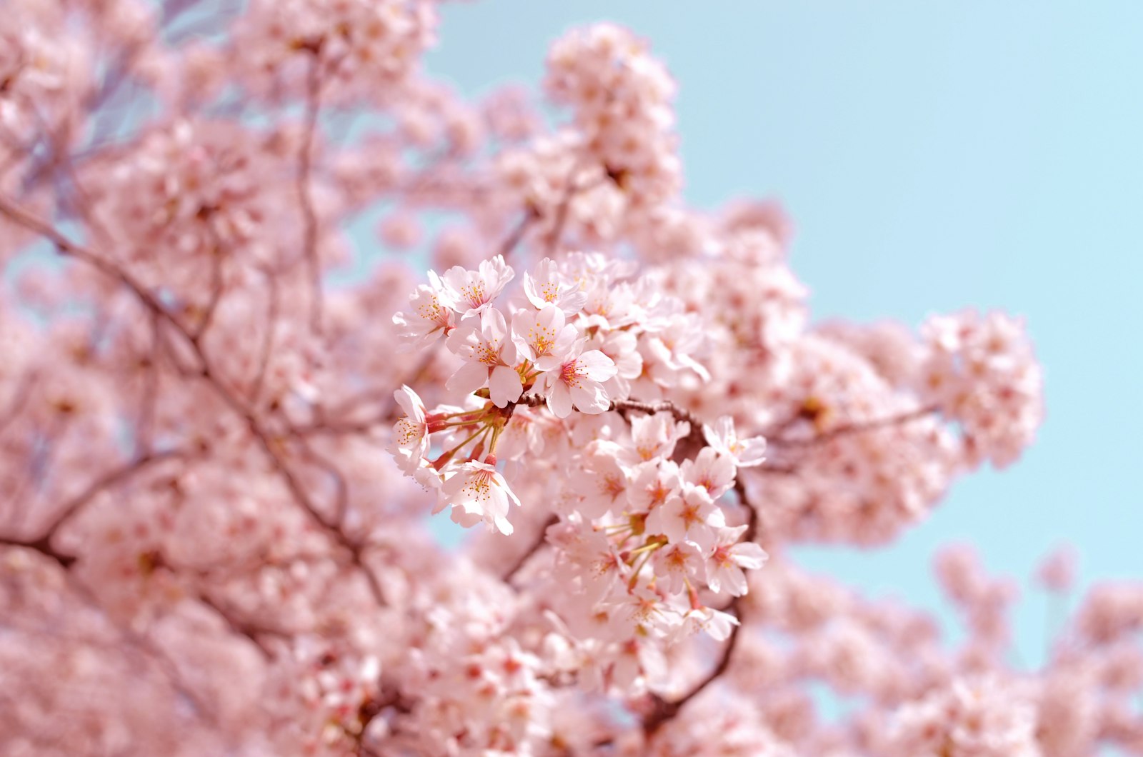 Cherry blossom trees in full pink bloom lining a pathway