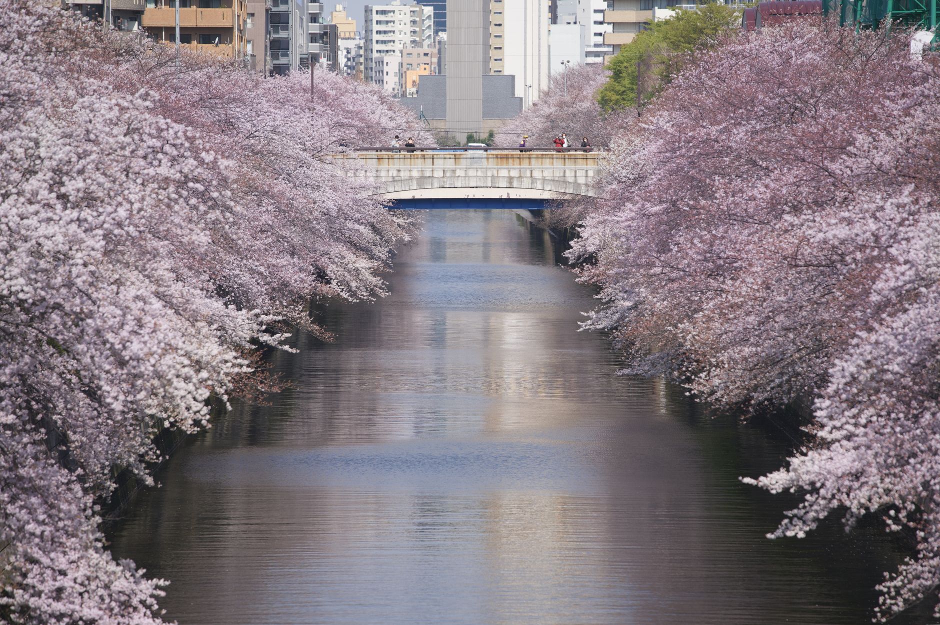 Cherry blossom trees lining a narrow canal in Tokyo at dusk