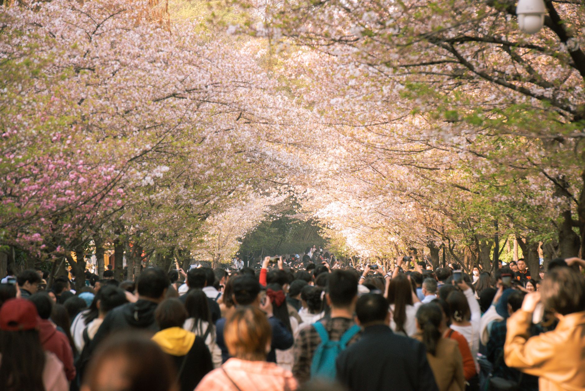Cherry trees in bloom along a wide park boulevard in Sapporo, Hokkaido