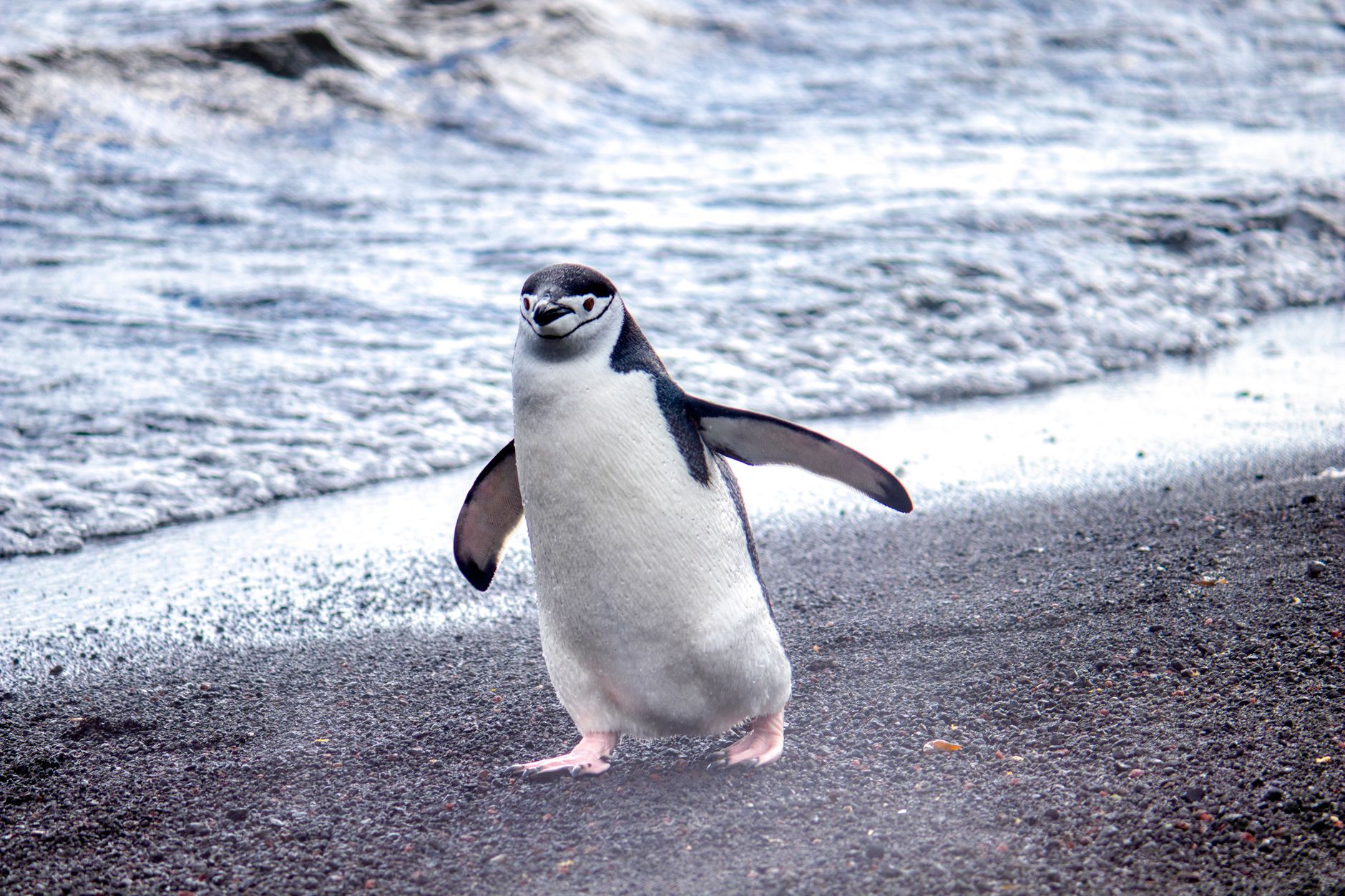 First Landing: South Shetland Islands