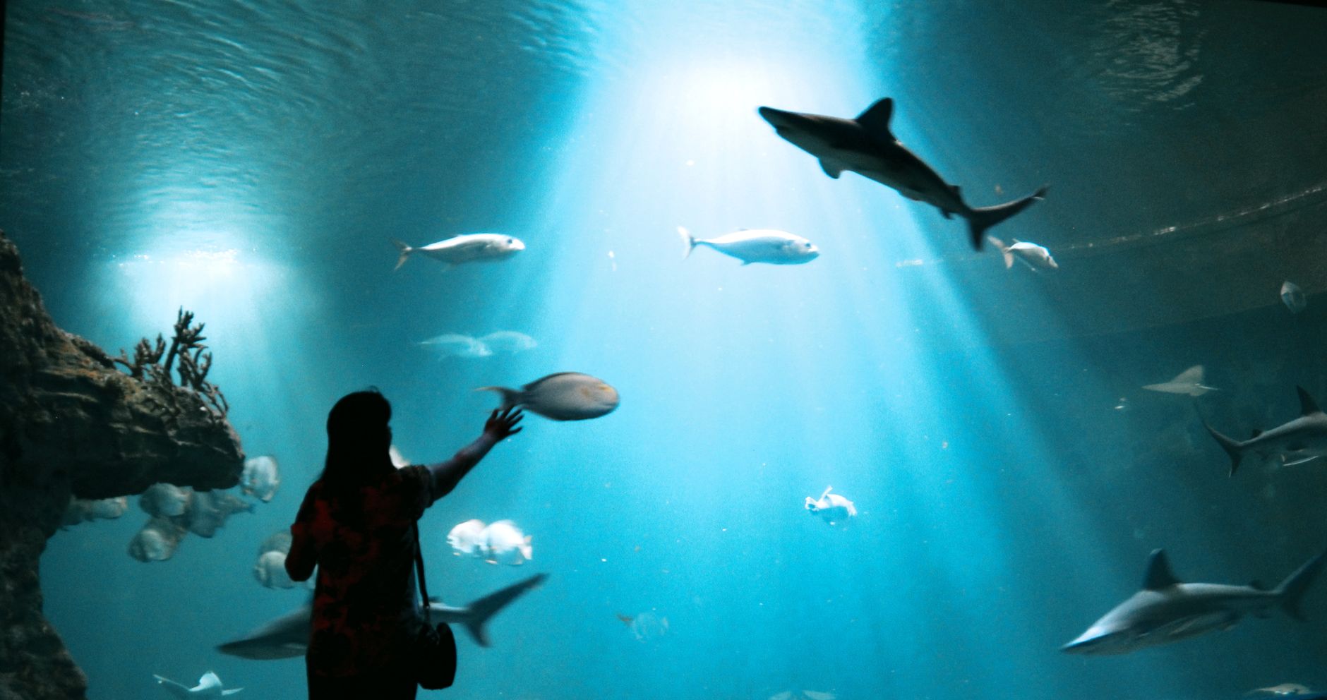 Den Blå Planet (National Aquarium Denmark)