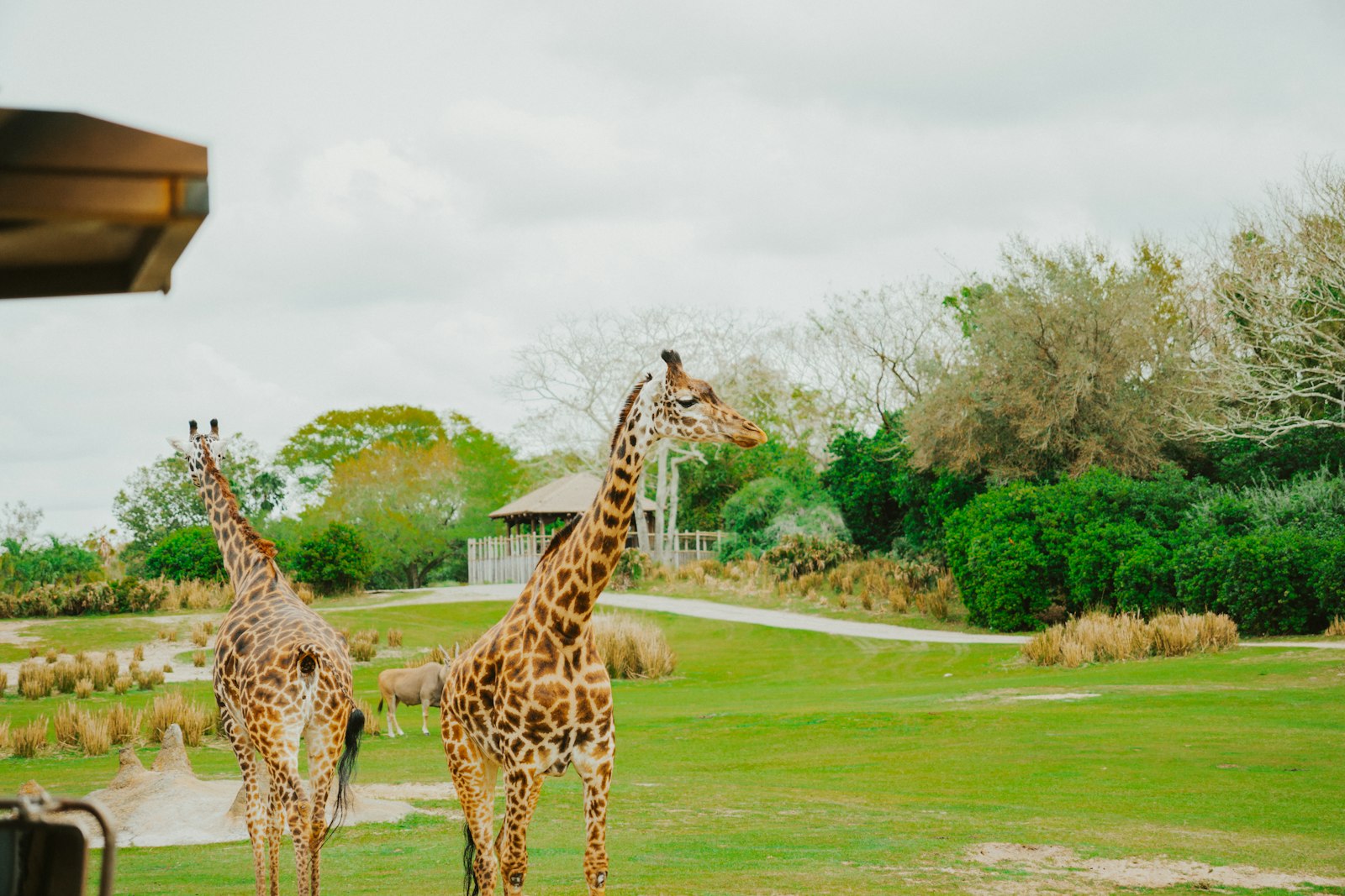 Disney's Animal Kingdom Lodge