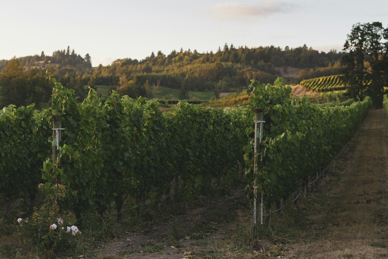 Willamette Valley's Dundee Hills and Carlton