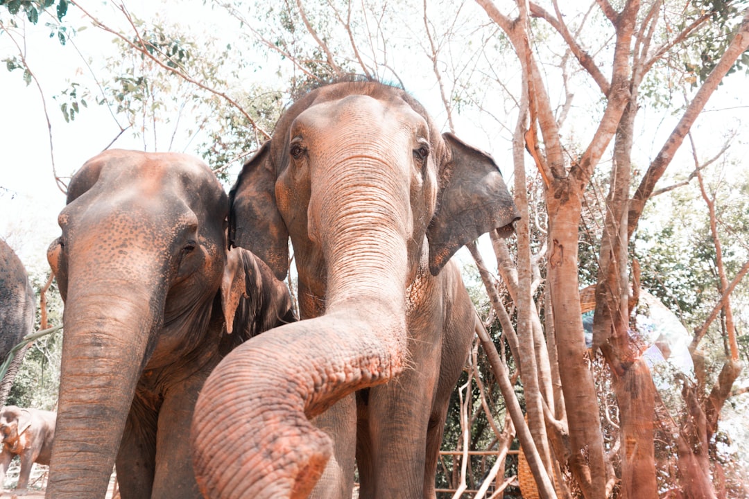 Elephant Sanctuary Morning, Water Park Afternoon