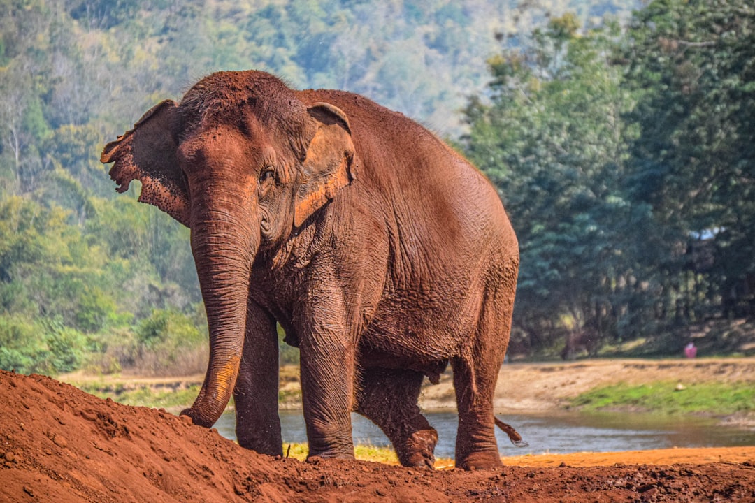 Doi Suthep at Dawn and an Ethical Elephant Encounter