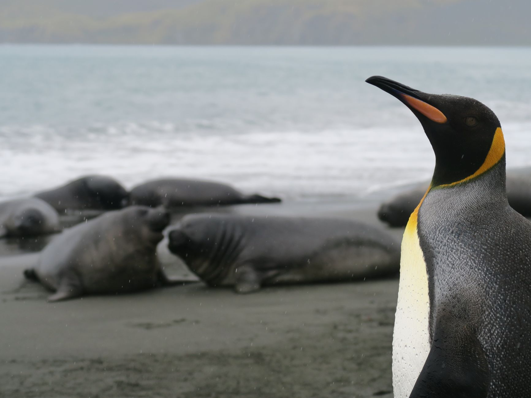 Elephant seals hauled up at Gold Harbour, South Georgia, during the October pupping season.