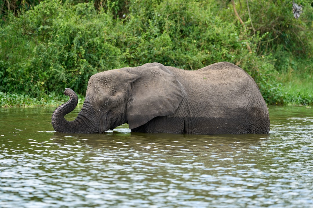 Elephants along the Kazinga Channel in Queen Elizabeth National Park.
